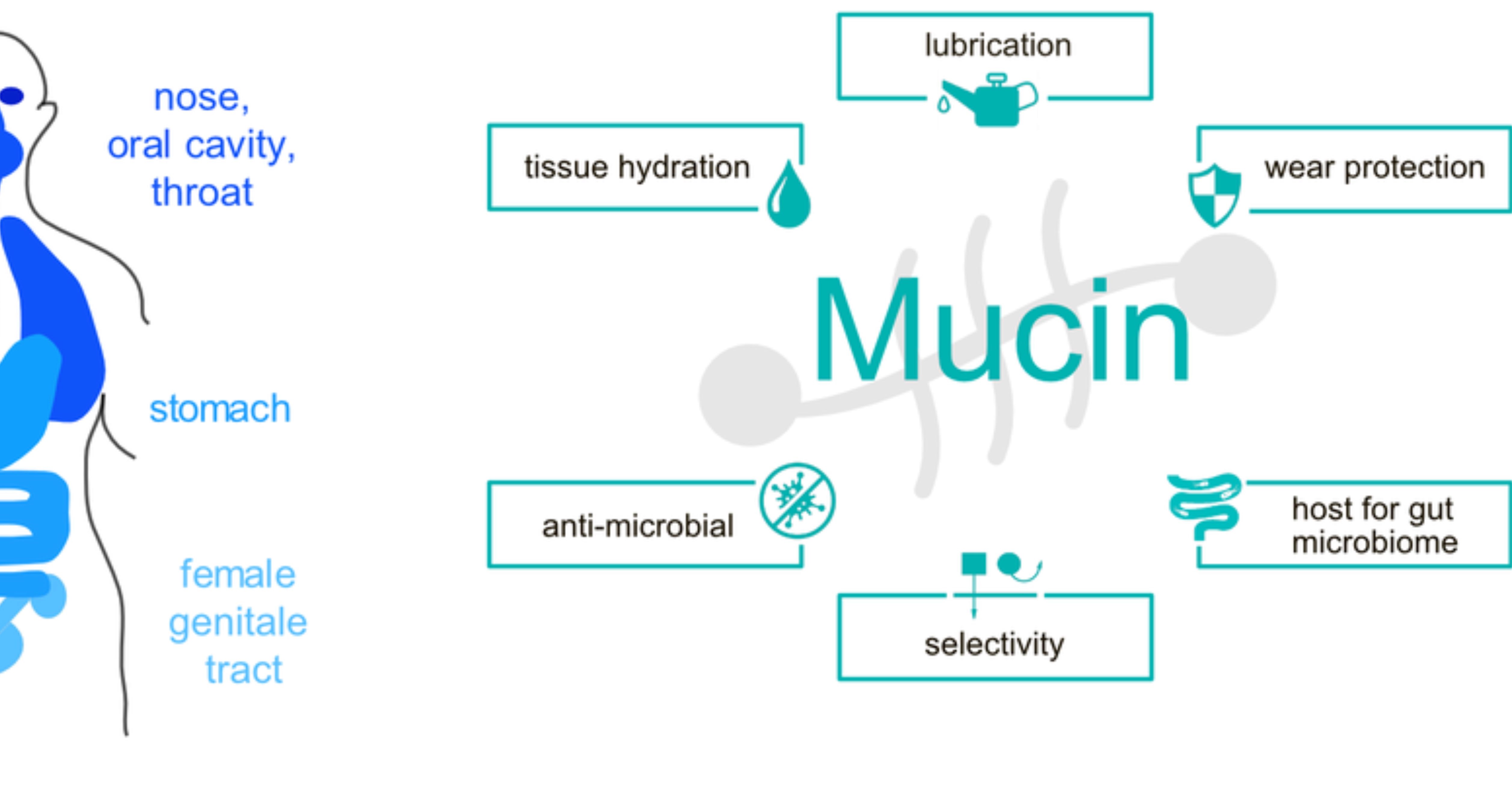 Mucin scheme in body